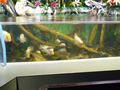 Beeldnr : 14 van 97
Naam : jjk19b04.jpg
Folder : fotos/jaren-201x/2010-2/ouwehands-rhenen/19-nov/
Formaat : 800 x 600px
Thumb : 120 x 90px
Richting : Landschap
Bloknr : 1 van 2
Beeldnrs : 1 tm 50
Beelden in blok : 50