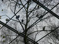 Beeldnr : 25 van 97
Naam : jjk19b27.jpg
Folder : fotos/jaren-201x/2010-2/ouwehands-rhenen/19-nov/
Formaat : 800 x 600px
Thumb : 120 x 90px
Richting : Landschap
Bloknr : 1 van 2
Beeldnrs : 1 tm 50
Beelden in blok : 50