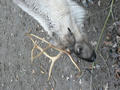 Beeldnr : 31 van 97
Naam : jjk19b39.jpg
Folder : fotos/jaren-201x/2010-2/ouwehands-rhenen/19-nov/
Formaat : 600 x 800px
Thumb : 120 x 90px
Richting : Portret
Bloknr : 1 van 2
Beeldnrs : 1 tm 50
Beelden in blok : 50