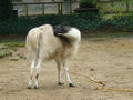 Beeldnr : 32 van 97
Naam : jjk19b42.jpg
Folder : fotos/jaren-201x/2010-2/ouwehands-rhenen/19-nov/
Formaat : 800 x 600px
Thumb : 120 x 90px
Richting : Landschap
Bloknr : 1 van 2
Beeldnrs : 1 tm 50
Beelden in blok : 50