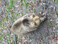 Beeldnr : 35 van 97
Naam : jjk19b48.jpg
Folder : fotos/jaren-201x/2010-2/ouwehands-rhenen/19-nov/
Formaat : 600 x 800px
Thumb : 120 x 90px
Richting : Portret
Bloknr : 1 van 2
Beeldnrs : 1 tm 50
Beelden in blok : 50
