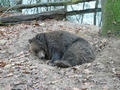Beeldnr : 38 van 97
Naam : jjk19b54.jpg
Folder : fotos/jaren-201x/2010-2/ouwehands-rhenen/19-nov/
Formaat : 800 x 600px
Thumb : 120 x 90px
Richting : Landschap
Bloknr : 1 van 2
Beeldnrs : 1 tm 50
Beelden in blok : 50