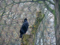 Beeldnr : 39 van 97
Naam : jjk19b56.jpg
Folder : fotos/jaren-201x/2010-2/ouwehands-rhenen/19-nov/
Formaat : 800 x 600px
Thumb : 120 x 90px
Richting : Landschap
Bloknr : 1 van 2
Beeldnrs : 1 tm 50
Beelden in blok : 50