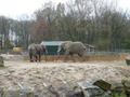 Beeldnr : 50 van 97
Naam : jjk19b83.jpg
Folder : fotos/jaren-201x/2010-2/ouwehands-rhenen/19-nov/
Formaat : 800 x 600px
Thumb : 120 x 90px
Richting : Landschap
Bloknr : 1 van 2
Beeldnrs : 1 tm 50
Beelden in blok : 50