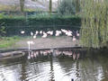 Beeldnr : 51 van 97
Naam : jjk19b85.jpg
Folder : fotos/jaren-201x/2010-2/ouwehands-rhenen/19-nov/
Formaat : 800 x 600px
Thumb : 120 x 90px
Richting : Landschap
Bloknr : 2 van 2
Beeldnrs : 51 tm 97
Beelden in blok : 47