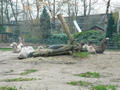 Beeldnr : 55 van 97
Naam : jjk19b94.jpg
Folder : fotos/jaren-201x/2010-2/ouwehands-rhenen/19-nov/
Formaat : 800 x 600px
Thumb : 120 x 90px
Richting : Landschap
Bloknr : 2 van 2
Beeldnrs : 51 tm 97
Beelden in blok : 47