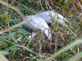 Beeldnr : 59 van 97
Naam : jjk19c00.jpg
Folder : fotos/jaren-201x/2010-2/ouwehands-rhenen/19-nov/
Formaat : 800 x 600px
Thumb : 120 x 90px
Richting : Landschap
Bloknr : 2 van 2
Beeldnrs : 51 tm 97
Beelden in blok : 47