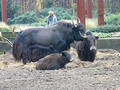 Beeldnr : 60 van 97
Naam : jjk19c04.jpg
Folder : fotos/jaren-201x/2010-2/ouwehands-rhenen/19-nov/
Formaat : 800 x 600px
Thumb : 120 x 90px
Richting : Landschap
Bloknr : 2 van 2
Beeldnrs : 51 tm 97
Beelden in blok : 47