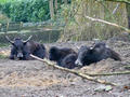 Beeldnr : 61 van 97
Naam : jjk19c07.jpg
Folder : fotos/jaren-201x/2010-2/ouwehands-rhenen/19-nov/
Formaat : 800 x 600px
Thumb : 120 x 90px
Richting : Landschap
Bloknr : 2 van 2
Beeldnrs : 51 tm 97
Beelden in blok : 47