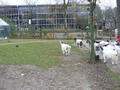 Beeldnr : 71 van 97
Naam : jjk19c23.jpg
Folder : fotos/jaren-201x/2010-2/ouwehands-rhenen/19-nov/
Formaat : 800 x 600px
Thumb : 120 x 90px
Richting : Landschap
Bloknr : 2 van 2
Beeldnrs : 51 tm 97
Beelden in blok : 47