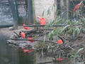 Beeldnr : 96 van 97
Naam : jjk19c82.jpg
Folder : fotos/jaren-201x/2010-2/ouwehands-rhenen/19-nov/
Formaat : 800 x 600px
Thumb : 120 x 90px
Richting : Landschap
Bloknr : 2 van 2
Beeldnrs : 51 tm 97
Beelden in blok : 47