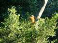 Beeldnr : 1 van 89
Naam : jji18a87.jpg
Folder : fotos/jaren-201x/2010-2/zoo-parc-overloon/18-sep/
Formaat : 800 x 600px
Thumb : 120 x 90px
Richting : Landschap
Bloknr : 1 van 2
Beeldnrs : 1 tm 50
Beelden in blok : 50