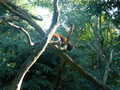 Beeldnr : 2 van 89
Naam : jji18a91.jpg
Folder : fotos/jaren-201x/2010-2/zoo-parc-overloon/18-sep/
Formaat : 800 x 600px
Thumb : 120 x 90px
Richting : Landschap
Bloknr : 1 van 2
Beeldnrs : 1 tm 50
Beelden in blok : 50