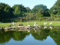 Beeldnr : 4 van 89
Naam : jji18a97.jpg
Folder : fotos/jaren-201x/2010-2/zoo-parc-overloon/18-sep/
Formaat : 800 x 600px
Thumb : 120 x 90px
Richting : Landschap
Bloknr : 1 van 2
Beeldnrs : 1 tm 50
Beelden in blok : 50