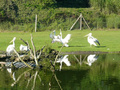 Beeldnr : 5 van 89
Naam : jji18a98.jpg
Folder : fotos/jaren-201x/2010-2/zoo-parc-overloon/18-sep/
Formaat : 800 x 600px
Thumb : 120 x 90px
Richting : Landschap
Bloknr : 1 van 2
Beeldnrs : 1 tm 50
Beelden in blok : 50
