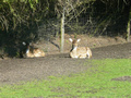 Beeldnr : 7 van 89
Naam : jji18b04.jpg
Folder : fotos/jaren-201x/2010-2/zoo-parc-overloon/18-sep/
Formaat : 800 x 600px
Thumb : 120 x 90px
Richting : Landschap
Bloknr : 1 van 2
Beeldnrs : 1 tm 50
Beelden in blok : 50