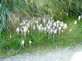 Beeldnr : 8 van 89
Naam : jji18b10.jpg
Folder : fotos/jaren-201x/2010-2/zoo-parc-overloon/18-sep/
Formaat : 800 x 600px
Thumb : 120 x 90px
Richting : Landschap
Bloknr : 1 van 2
Beeldnrs : 1 tm 50
Beelden in blok : 50