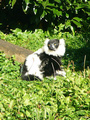 Beeldnr : 9 van 89
Naam : jji18b11.jpg
Folder : fotos/jaren-201x/2010-2/zoo-parc-overloon/18-sep/
Formaat : 600 x 800px
Thumb : 90 x 120px
Richting : Portret
Bloknr : 1 van 2
Beeldnrs : 1 tm 50
Beelden in blok : 50