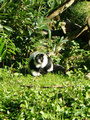 Beeldnr : 10 van 89
Naam : jji18b15.jpg
Folder : fotos/jaren-201x/2010-2/zoo-parc-overloon/18-sep/
Formaat : 600 x 800px
Thumb : 90 x 120px
Richting : Portret
Bloknr : 1 van 2
Beeldnrs : 1 tm 50
Beelden in blok : 50