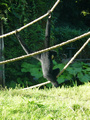 Beeldnr : 11 van 89
Naam : jji18b16.jpg
Folder : fotos/jaren-201x/2010-2/zoo-parc-overloon/18-sep/
Formaat : 600 x 800px
Thumb : 90 x 120px
Richting : Portret
Bloknr : 1 van 2
Beeldnrs : 1 tm 50
Beelden in blok : 50