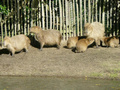Beeldnr : 18 van 89
Naam : jji18b37.jpg
Folder : fotos/jaren-201x/2010-2/zoo-parc-overloon/18-sep/
Formaat : 800 x 600px
Thumb : 120 x 90px
Richting : Landschap
Bloknr : 1 van 2
Beeldnrs : 1 tm 50
Beelden in blok : 50