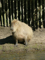 Beeldnr : 19 van 89
Naam : jji18b40.jpg
Folder : fotos/jaren-201x/2010-2/zoo-parc-overloon/18-sep/
Formaat : 600 x 800px
Thumb : 90 x 120px
Richting : Portret
Bloknr : 1 van 2
Beeldnrs : 1 tm 50
Beelden in blok : 50