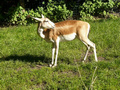 Beeldnr : 21 van 89
Naam : jji18b48.jpg
Folder : fotos/jaren-201x/2010-2/zoo-parc-overloon/18-sep/
Formaat : 800 x 600px
Thumb : 120 x 90px
Richting : Landschap
Bloknr : 1 van 2
Beeldnrs : 1 tm 50
Beelden in blok : 50