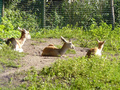Beeldnr : 22 van 89
Naam : jji18b50.jpg
Folder : fotos/jaren-201x/2010-2/zoo-parc-overloon/18-sep/
Formaat : 800 x 600px
Thumb : 120 x 90px
Richting : Landschap
Bloknr : 1 van 2
Beeldnrs : 1 tm 50
Beelden in blok : 50
