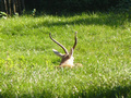 Beeldnr : 23 van 89
Naam : jji18b53.jpg
Folder : fotos/jaren-201x/2010-2/zoo-parc-overloon/18-sep/
Formaat : 800 x 600px
Thumb : 120 x 90px
Richting : Landschap
Bloknr : 1 van 2
Beeldnrs : 1 tm 50
Beelden in blok : 50
