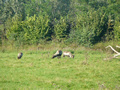 Beeldnr : 24 van 89
Naam : jji18b55.jpg
Folder : fotos/jaren-201x/2010-2/zoo-parc-overloon/18-sep/
Formaat : 800 x 600px
Thumb : 120 x 90px
Richting : Landschap
Bloknr : 1 van 2
Beeldnrs : 1 tm 50
Beelden in blok : 50