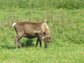 Beeldnr : 26 van 89
Naam : jji18b59.jpg
Folder : fotos/jaren-201x/2010-2/zoo-parc-overloon/18-sep/
Formaat : 800 x 600px
Thumb : 120 x 90px
Richting : Landschap
Bloknr : 1 van 2
Beeldnrs : 1 tm 50
Beelden in blok : 50