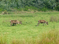 Beeldnr : 27 van 89
Naam : jji18b60.jpg
Folder : fotos/jaren-201x/2010-2/zoo-parc-overloon/18-sep/
Formaat : 800 x 600px
Thumb : 120 x 90px
Richting : Landschap
Bloknr : 1 van 2
Beeldnrs : 1 tm 50
Beelden in blok : 50