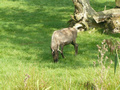 Beeldnr : 29 van 89
Naam : jji18b64.jpg
Folder : fotos/jaren-201x/2010-2/zoo-parc-overloon/18-sep/
Formaat : 800 x 600px
Thumb : 120 x 90px
Richting : Landschap
Bloknr : 1 van 2
Beeldnrs : 1 tm 50
Beelden in blok : 50