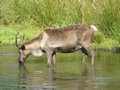 Beeldnr : 30 van 89
Naam : jji18b67.jpg
Folder : fotos/jaren-201x/2010-2/zoo-parc-overloon/18-sep/
Formaat : 800 x 600px
Thumb : 120 x 90px
Richting : Landschap
Bloknr : 1 van 2
Beeldnrs : 1 tm 50
Beelden in blok : 50