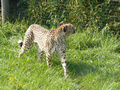 Beeldnr : 31 van 89
Naam : jji18b79.jpg
Folder : fotos/jaren-201x/2010-2/zoo-parc-overloon/18-sep/
Formaat : 800 x 600px
Thumb : 120 x 90px
Richting : Landschap
Bloknr : 1 van 2
Beeldnrs : 1 tm 50
Beelden in blok : 50