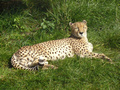 Beeldnr : 32 van 89
Naam : jji18b87.jpg
Folder : fotos/jaren-201x/2010-2/zoo-parc-overloon/18-sep/
Formaat : 800 x 600px
Thumb : 120 x 90px
Richting : Landschap
Bloknr : 1 van 2
Beeldnrs : 1 tm 50
Beelden in blok : 50