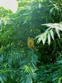 Beeldnr : 35 van 89
Naam : jji18b93.jpg
Folder : fotos/jaren-201x/2010-2/zoo-parc-overloon/18-sep/
Formaat : 600 x 800px
Thumb : 90 x 120px
Richting : Portret
Bloknr : 1 van 2
Beeldnrs : 1 tm 50
Beelden in blok : 50