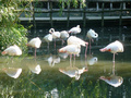 Beeldnr : 36 van 89
Naam : jji18b99.jpg
Folder : fotos/jaren-201x/2010-2/zoo-parc-overloon/18-sep/
Formaat : 800 x 600px
Thumb : 120 x 90px
Richting : Landschap
Bloknr : 1 van 2
Beeldnrs : 1 tm 50
Beelden in blok : 50