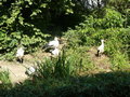 Beeldnr : 39 van 89
Naam : jji18c08.jpg
Folder : fotos/jaren-201x/2010-2/zoo-parc-overloon/18-sep/
Formaat : 800 x 600px
Thumb : 120 x 90px
Richting : Landschap
Bloknr : 1 van 2
Beeldnrs : 1 tm 50
Beelden in blok : 50