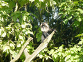 Beeldnr : 59 van 89
Naam : jji18c61.jpg
Folder : fotos/jaren-201x/2010-2/zoo-parc-overloon/18-sep/
Formaat : 800 x 600px
Thumb : 120 x 90px
Richting : Landschap
Bloknr : 2 van 2
Beeldnrs : 51 tm 89
Beelden in blok : 39