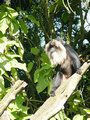 Beeldnr : 60 van 89
Naam : jji18c63.jpg
Folder : fotos/jaren-201x/2010-2/zoo-parc-overloon/18-sep/
Formaat : 600 x 800px
Thumb : 90 x 120px
Richting : Portret
Bloknr : 2 van 2
Beeldnrs : 51 tm 89
Beelden in blok : 39