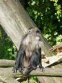 Beeldnr : 61 van 89
Naam : jji18c65.jpg
Folder : fotos/jaren-201x/2010-2/zoo-parc-overloon/18-sep/
Formaat : 600 x 800px
Thumb : 90 x 120px
Richting : Portret
Bloknr : 2 van 2
Beeldnrs : 51 tm 89
Beelden in blok : 39