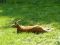 Beeldnr : 62 van 89
Naam : jji18c72.jpg
Folder : fotos/jaren-201x/2010-2/zoo-parc-overloon/18-sep/
Formaat : 800 x 600px
Thumb : 120 x 90px
Richting : Landschap
Bloknr : 2 van 2
Beeldnrs : 51 tm 89
Beelden in blok : 39