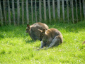 Beeldnr : 63 van 89
Naam : jji18c79.jpg
Folder : fotos/jaren-201x/2010-2/zoo-parc-overloon/18-sep/
Formaat : 800 x 600px
Thumb : 120 x 90px
Richting : Landschap
Bloknr : 2 van 2
Beeldnrs : 51 tm 89
Beelden in blok : 39
