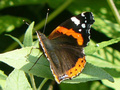 Beeldnr : 65 van 89
Naam : jji18c85.jpg
Folder : fotos/jaren-201x/2010-2/zoo-parc-overloon/18-sep/
Formaat : 800 x 600px
Thumb : 120 x 90px
Richting : Landschap
Bloknr : 2 van 2
Beeldnrs : 51 tm 89
Beelden in blok : 39