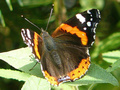 Beeldnr : 66 van 89
Naam : jji18c86.jpg
Folder : fotos/jaren-201x/2010-2/zoo-parc-overloon/18-sep/
Formaat : 800 x 600px
Thumb : 120 x 90px
Richting : Landschap
Bloknr : 2 van 2
Beeldnrs : 51 tm 89
Beelden in blok : 39