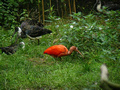 Beeldnr : 68 van 89
Naam : jji18c93.jpg
Folder : fotos/jaren-201x/2010-2/zoo-parc-overloon/18-sep/
Formaat : 800 x 600px
Thumb : 120 x 90px
Richting : Landschap
Bloknr : 2 van 2
Beeldnrs : 51 tm 89
Beelden in blok : 39