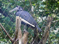 Beeldnr : 71 van 89
Naam : jji18d09.jpg
Folder : fotos/jaren-201x/2010-2/zoo-parc-overloon/18-sep/
Formaat : 800 x 600px
Thumb : 120 x 90px
Richting : Landschap
Bloknr : 2 van 2
Beeldnrs : 51 tm 89
Beelden in blok : 39