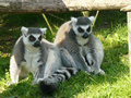 Beeldnr : 73 van 89
Naam : jji18d13.jpg
Folder : fotos/jaren-201x/2010-2/zoo-parc-overloon/18-sep/
Formaat : 800 x 600px
Thumb : 120 x 90px
Richting : Landschap
Bloknr : 2 van 2
Beeldnrs : 51 tm 89
Beelden in blok : 39