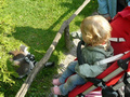 Beeldnr : 74 van 89
Naam : jji18d18g.jpg
Folder : fotos/jaren-201x/2010-2/zoo-parc-overloon/18-sep/
Formaat : 800 x 600px
Thumb : 120 x 90px
Richting : Landschap
Bloknr : 2 van 2
Beeldnrs : 51 tm 89
Beelden in blok : 39